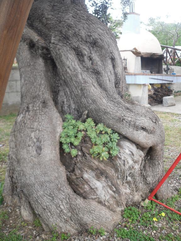 Appartamento Maremontagna كارديدو المظهر الخارجي الصورة